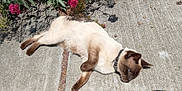 Catsby joined the competition — help win amazing prizes! animal, cat, collar, concrete, daylight, flowers, fur, mammal, nature, outdoor, pavement, pet, pink_flowers, relaxed, resting, shadow, siamese_cat, side_view, sunlight, whiskers