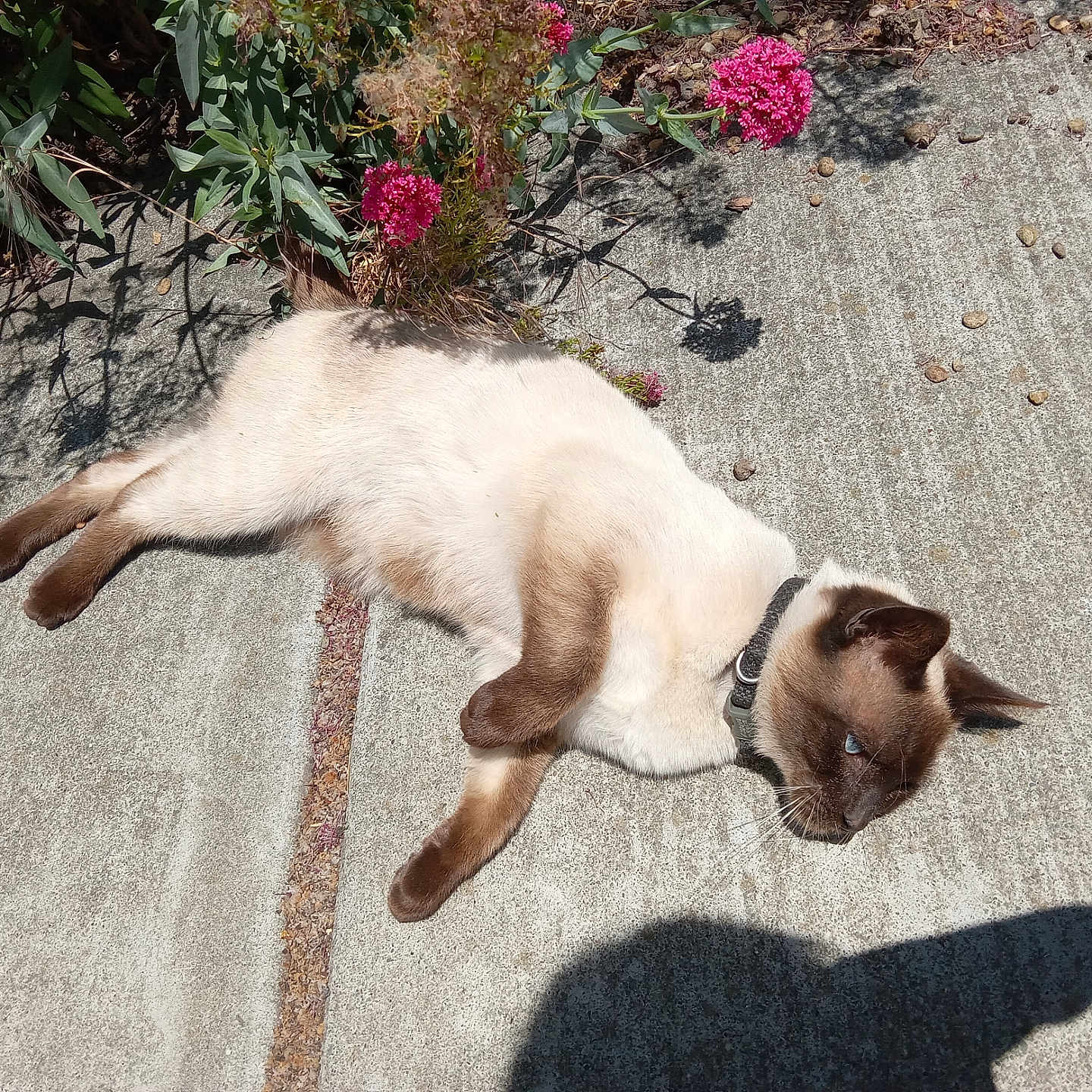 Catsby