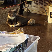Nico joined the competition — help win amazing prizes! cat, plush_mouse, wooden_floor, shoes, storage_bins, metal_table, indoor, pet, animal, relaxed, gray_cat, white_paws, flooring, household, toy, domestic, fur, resting, cozy, living_space