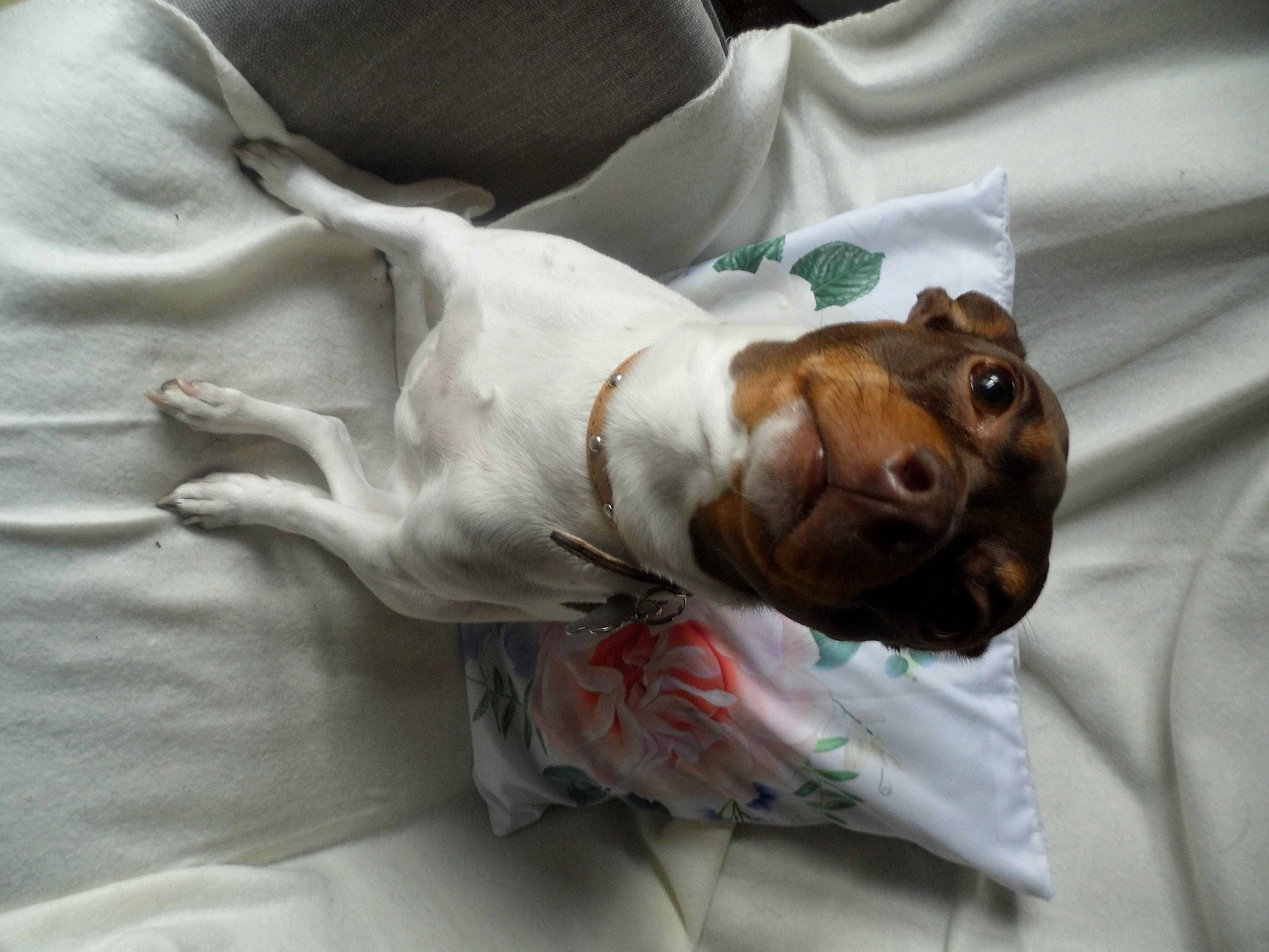 Lilou a rejoint le concours — aidez-le/la à gagner de superbes lots ! canidae, carnivore, comfort, companion_dog, dog, dog_breed, dog_clothes, dog_supply, fawn, guard_dog, linens, liver, non_sporting_group, puppy, snout, sporting_group, tail, toy, working_animal, wrinkle