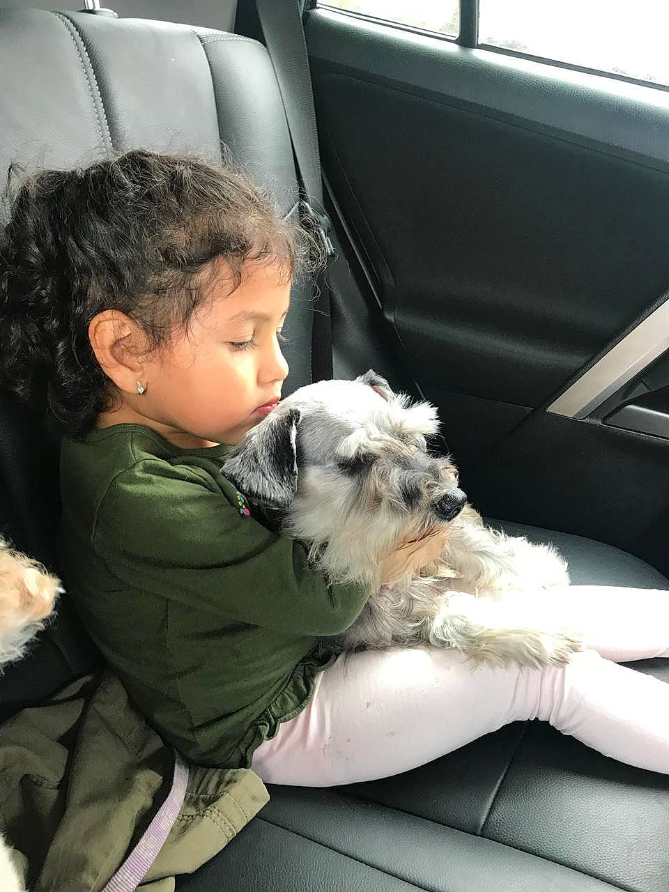Barbara joined the competition — help win amazing prizes! car_seat, child, companion_dog, dog, dog_breed, dog_like_mammal, family_car, girl, miniature_schnauzer, person, puppy, schnauzer, schnoodle, shih_tzu, snout