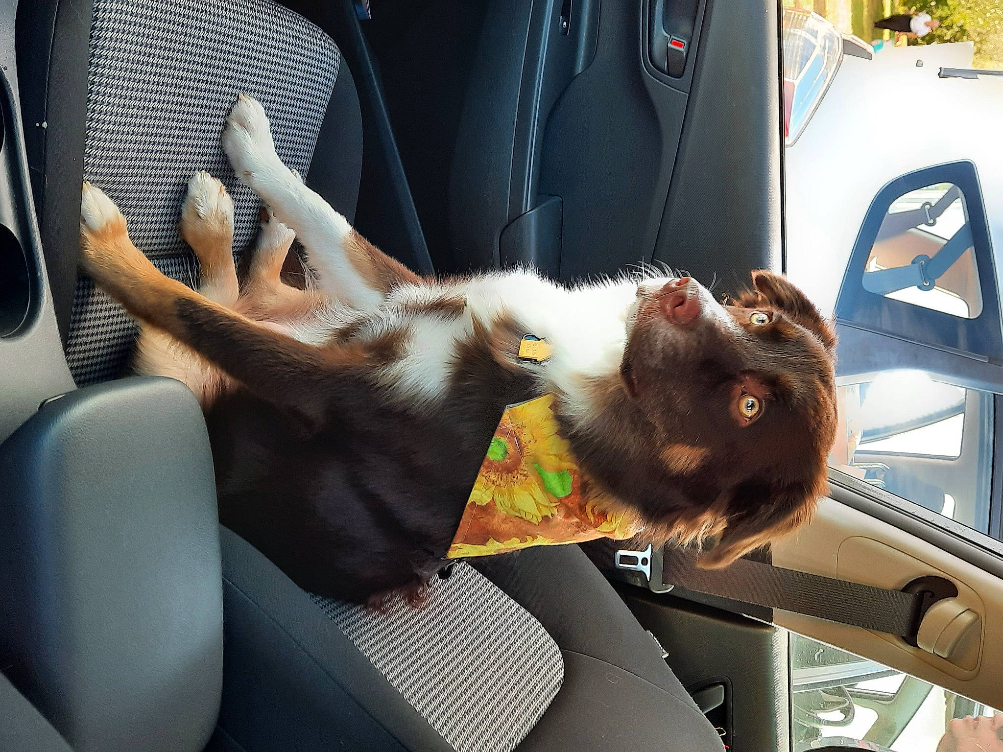 Beverly is registered to the contest to win money with this photo: auto_part, automotive_design, automotive_exterior, automotive_window_part, car, carnivore, comfort, companion_dog, dog_breed, fur, human_leg, mammal, motor_vehicle, passenger, plant, steering_wheel, vehicle, vehicle_door, window, windshield