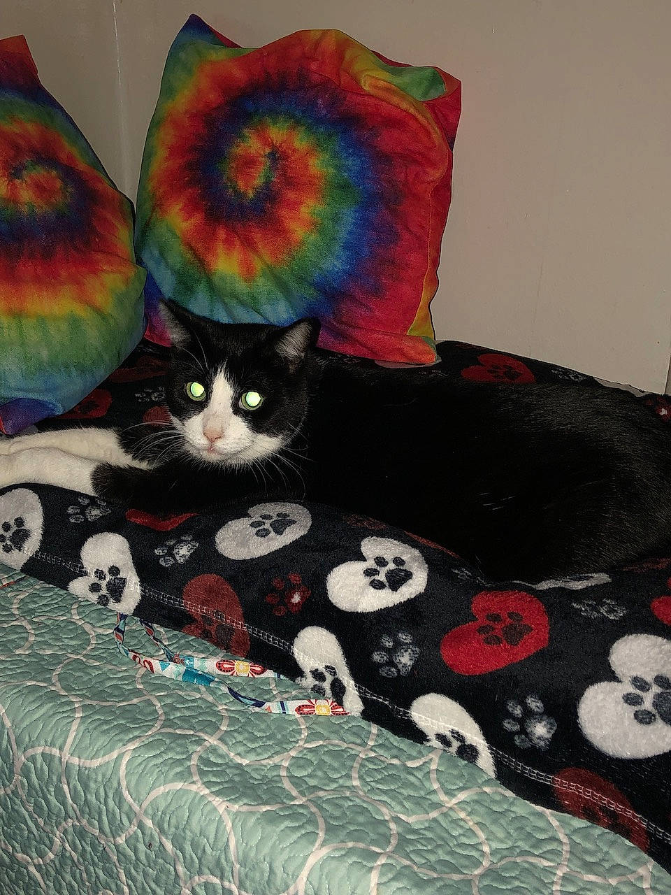 Dom is registered to the contest to win money with this photo: art, bag, black_cat, carnivore, cat, comfort, domestic_short_haired_cat, drawing, felidae, fur, illustration, linens, paint, painting, pattern, small_to_medium_sized_cats, tail, toy, visual_arts, whiskers