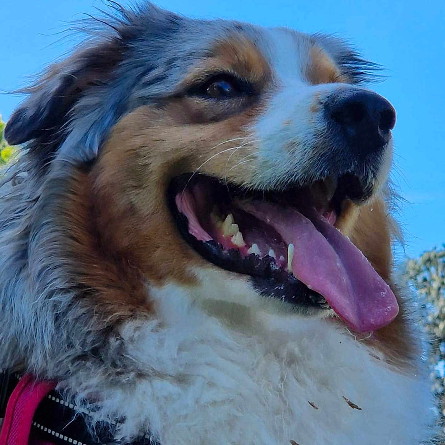 Arya participe au concours pour gagner de l'argent avec cette photo : accessories, animal, ball, bird, bodypart, canine, dog, football, grass, hound, mouth, person, pet, plant, puppy, soccer, soccerball, sport, teeth, tennis