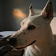Sam is registered to the contest to win money with this photo: animal, bed, blanket, calm, close_up, cute, dog, domestic_animal, ears, fur, indoor, light, pet, portrait, profile, shadow, snout, thoughtful, whiskers, white_dog