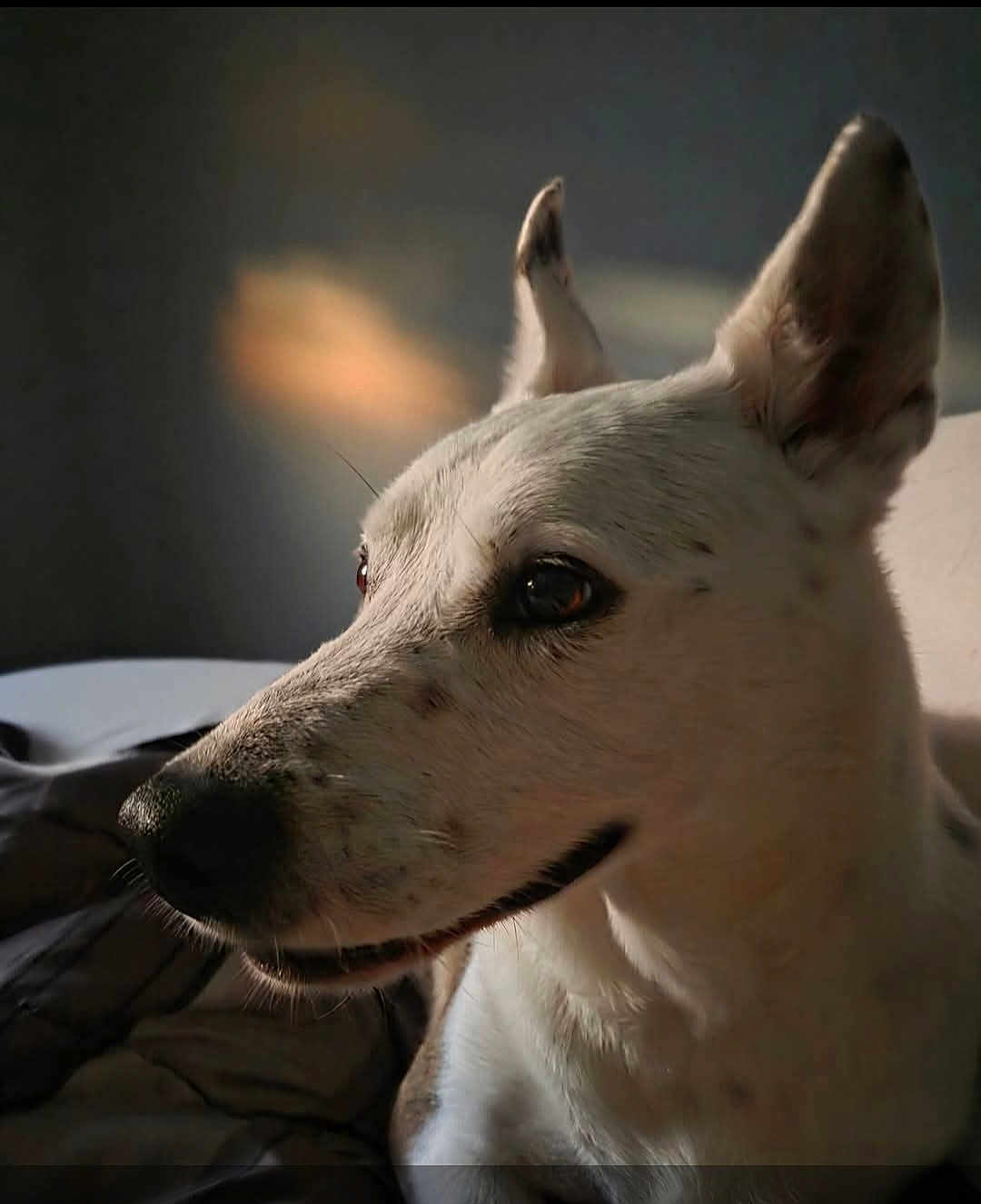 Sam