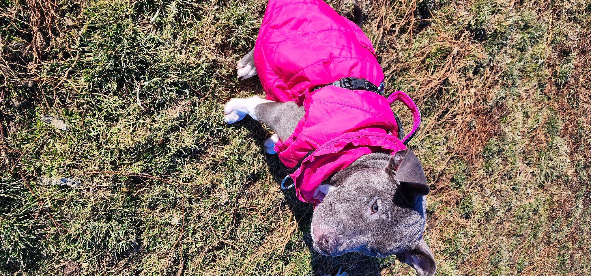 Mystique Melendez joined the competition — help win amazing prizes! adventure, canidae, carnivore, companion_dog, dog, dog_breed, dog_clothes, fashion_accessory, grass, grassland, groundcover, landscape, magenta, people_in_nature, plant, recreation, soil, sporting_group, walking, working_animal