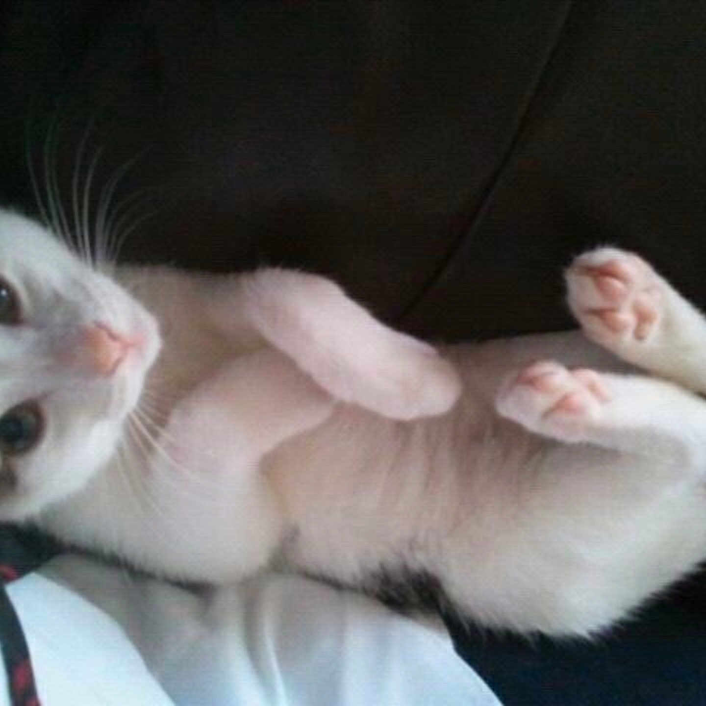 Pringles is registered to the contest to win money with this photo: aegean_cat, carnivoran, cat, cat_like_mammal, domestic_short_haired_cat, european_shorthair, ferret, fur, kitten, paw, small_to_medium_sized_cats, turkish_van, whiskers