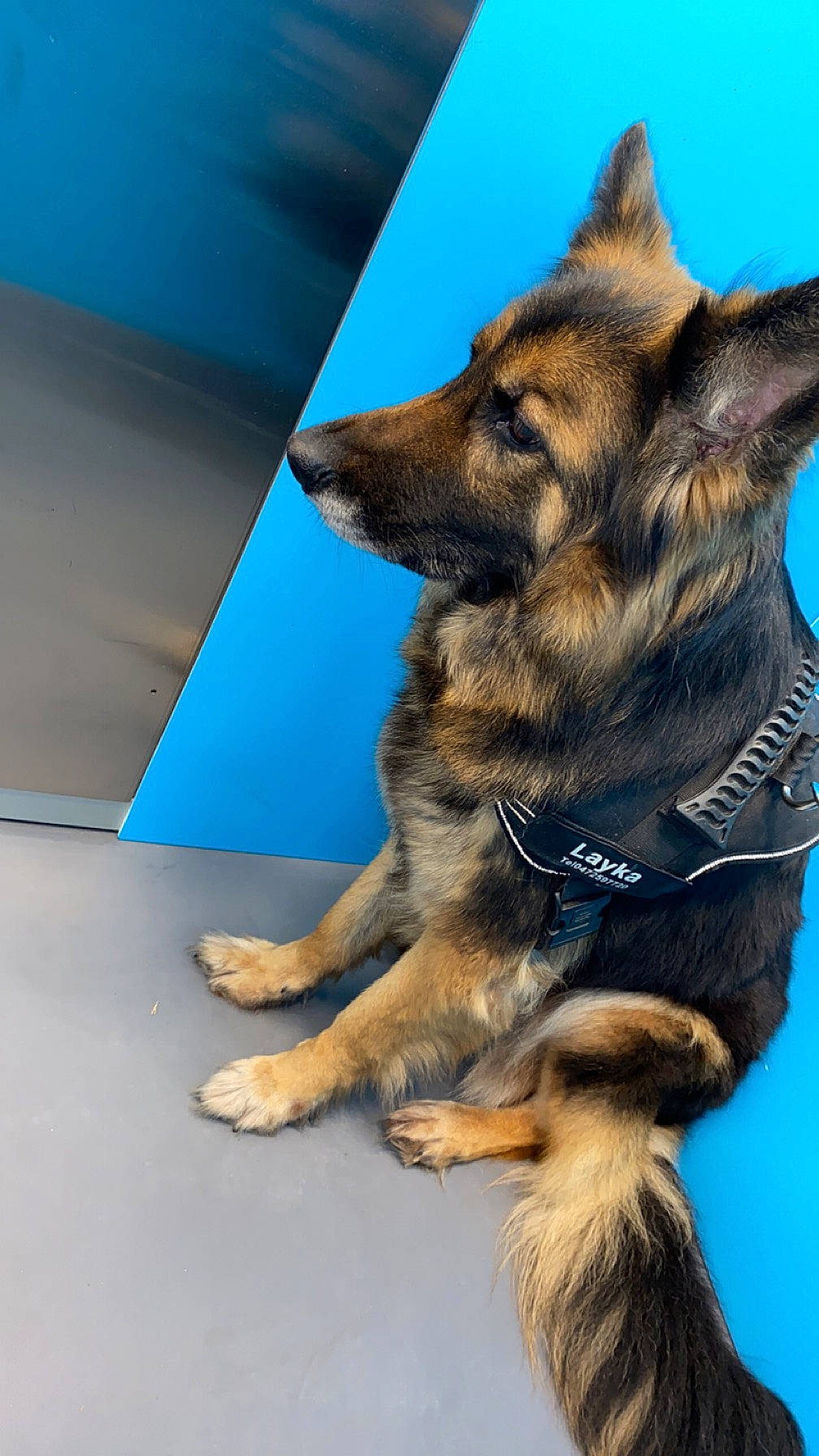 Layka a rejoint le concours — aidez-le/la à gagner de superbes lots ! belgian_shepherd_malinois, blue, canis, carnivore, companion_dog, dog, dog_breed, east_european_shepherd, electric_blue, fawn, fur, german_shepherd_dog, herding_dog, king_shepherd, old_german_shepherd_dog, snout, sporting_group, terrestrial_animal, working_animal, working_dog