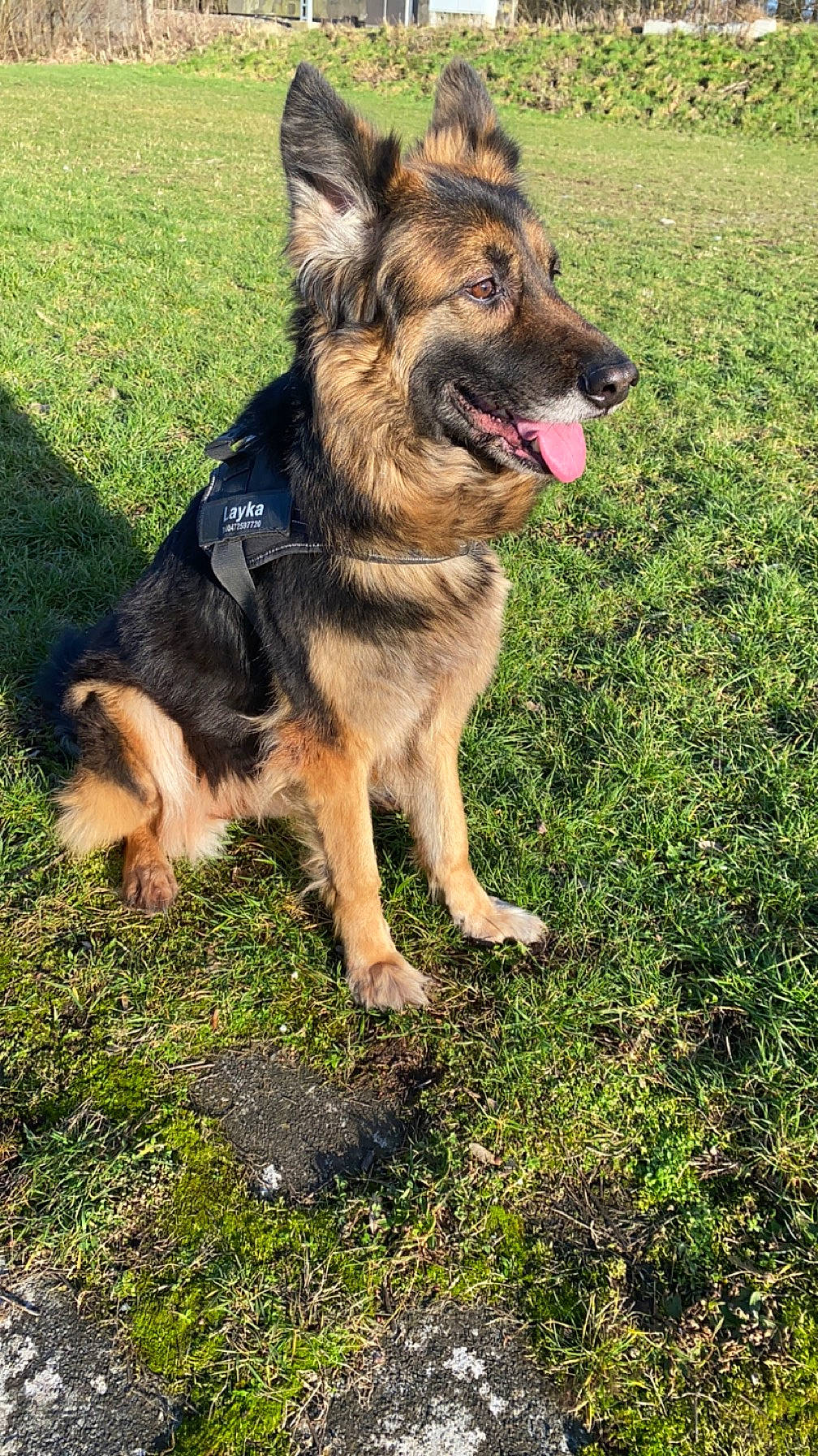 Layka participe au concours pour gagner de l'argent avec cette photo : canidae, carnivore, companion_dog, dog, dog_breed, east_european_shepherd, event, fawn, german_shepherd_dog, grass, guard_dog, herding_dog, king_shepherd, old_german_shepherd_dog, plant, snout, sporting_group, tervuren, working_dog