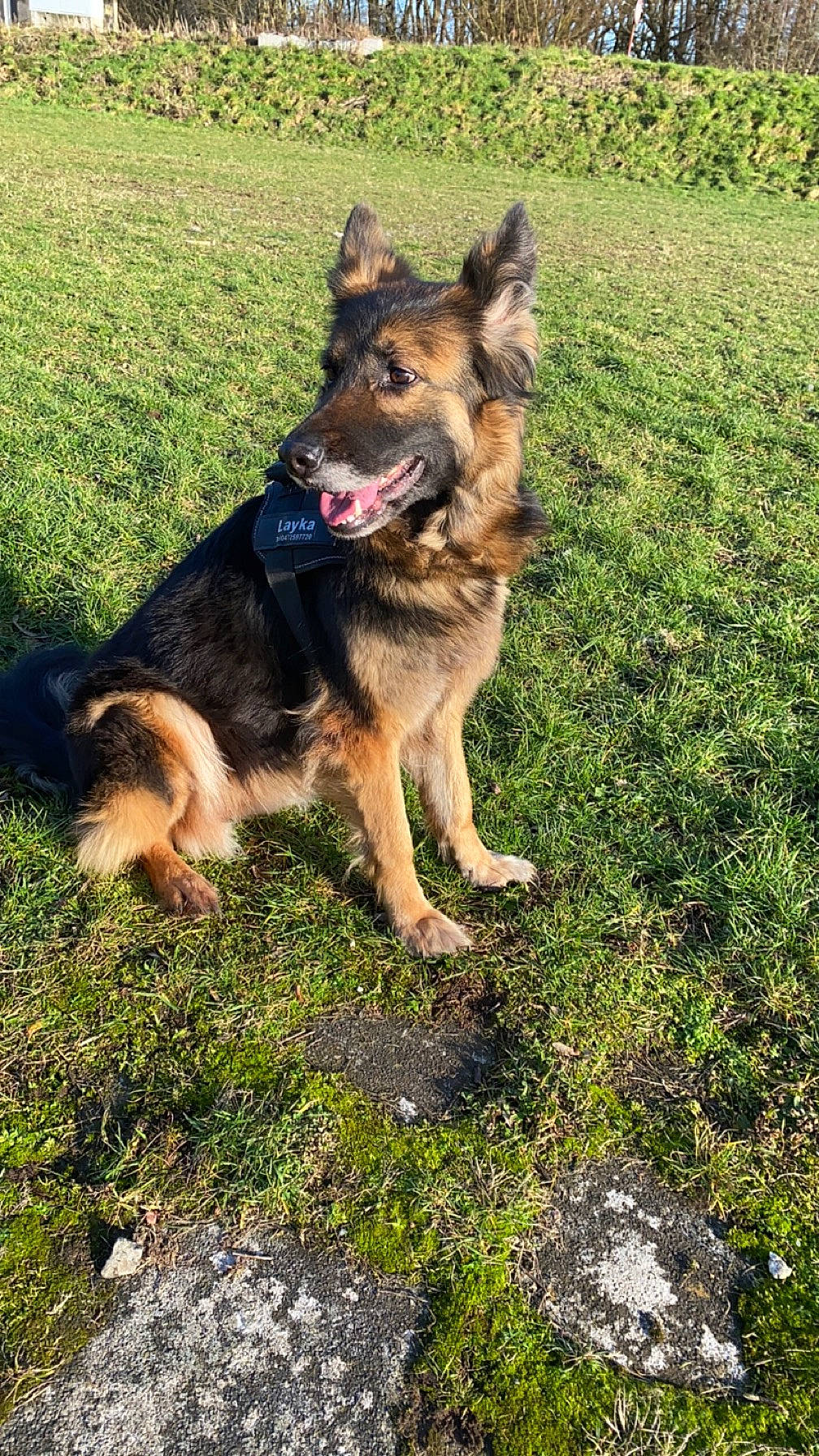 Layka a rejoint le concours — aidez-le/la à gagner de superbes lots ! bohemian_shepherd, canidae, carnivore, collar, companion_dog, dog, dog_breed, east_european_shepherd, german_shepherd_dog, grass, guard_dog, herding_dog, king_shepherd, old_german_shepherd_dog, plant, sporting_group, working_animal, working_dog