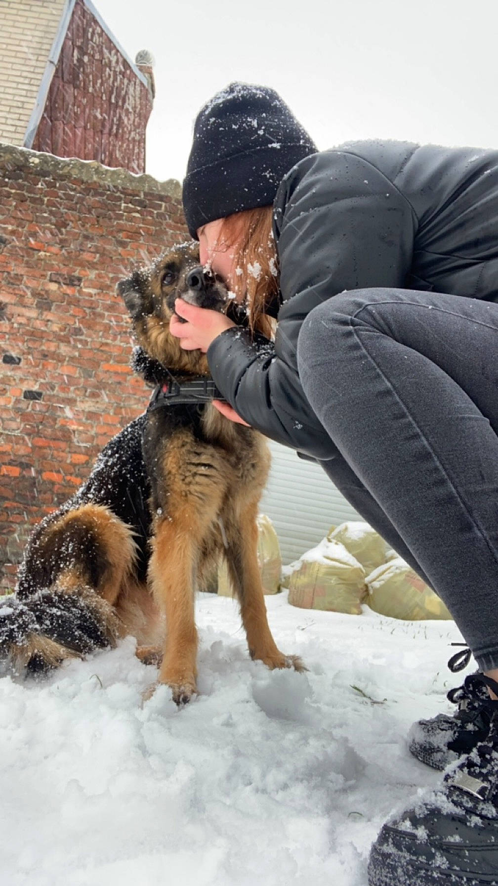 Layka a rejoint le concours — aidez-le/la à gagner de superbes lots ! canidae, carnivore, comfort, companion_dog, dog, dog_breed, dog_hiking, fur, guard_dog, herding_dog, mammal, sitting, sky, smile, snow, sporting_group, sunglasses, vertebrate, winter, working_dog