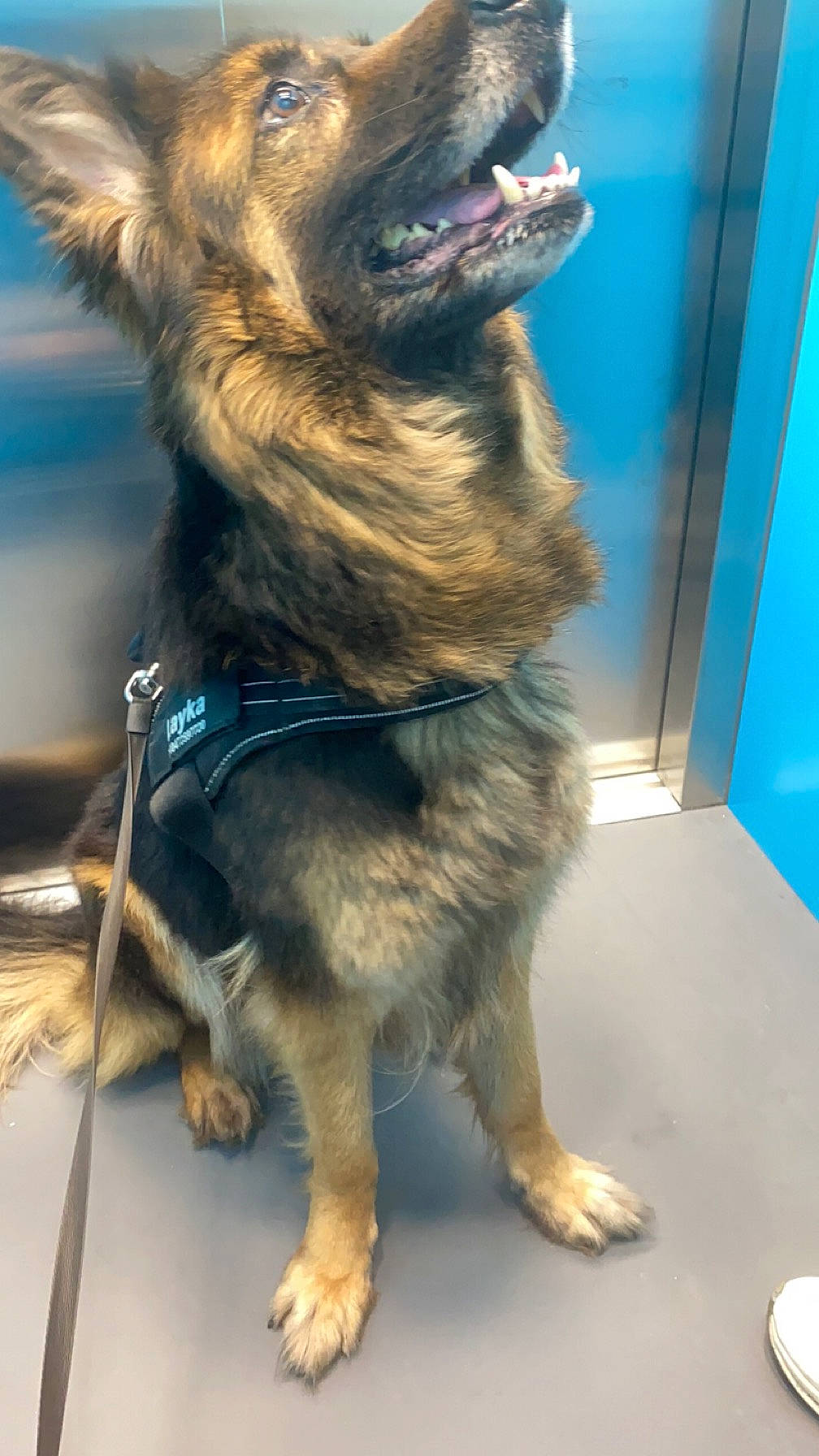 Layka a rejoint le concours — aidez-le/la à gagner de superbes lots ! blue, carnivore, collar, companion_dog, dog, dog_breed, dog_collar, electric_blue, fawn, flooring, fur, german_shepherd_dog, herding_dog, king_shepherd, old_german_shepherd_dog, snapshot, snout, sporting_group, vertebrate, whiskers