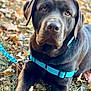 dog, labrador_retriever, brown_dog, pet, animal, outdoor, autumn, fall_leaves, leash, harness, canine, close_up, grass, nature, young_dog, mammal, sitting, looking, portrait, domestic_animal