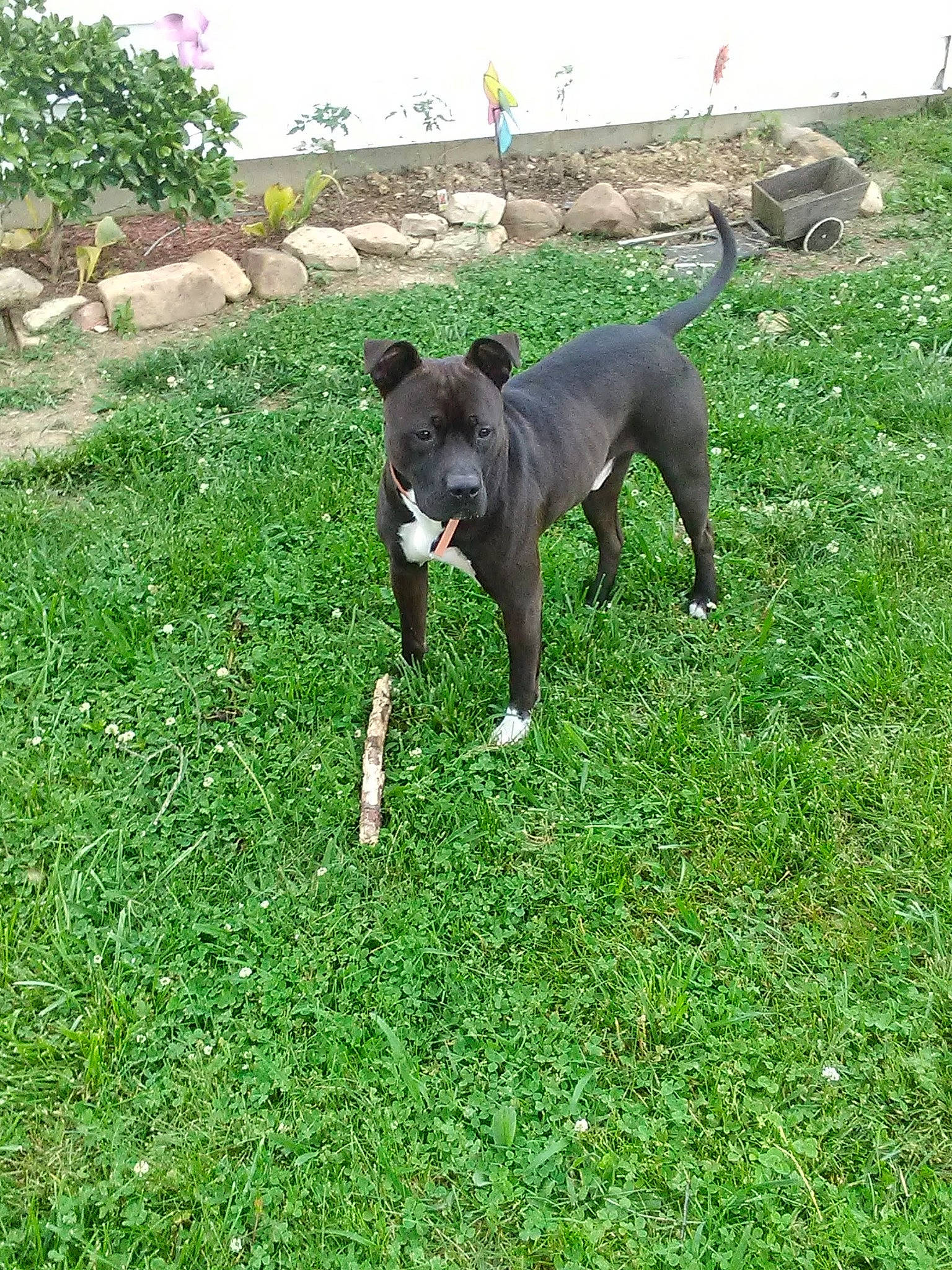 Ace joined the competition — help win amazing prizes! canidae, carnivore, collar, companion_dog, dog, dog_breed, fawn, grass, groundcover, guard_dog, lawn, plant, sky, snout, sporting_group, tail, terrestrial_animal, tree, working_animal, working_dog