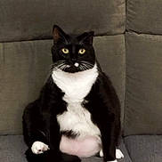 Cookie a rejoint le concours — aidez-le/la à gagner de superbes lots ! cat, tuxedo_cat, black_and_white, sitting, indoor, pet, feline, couch, fur, whiskers, yellow_eyes, cute, chubby, animal, domestic_cat, relaxed, home, portrait, looking_at_camera, seated