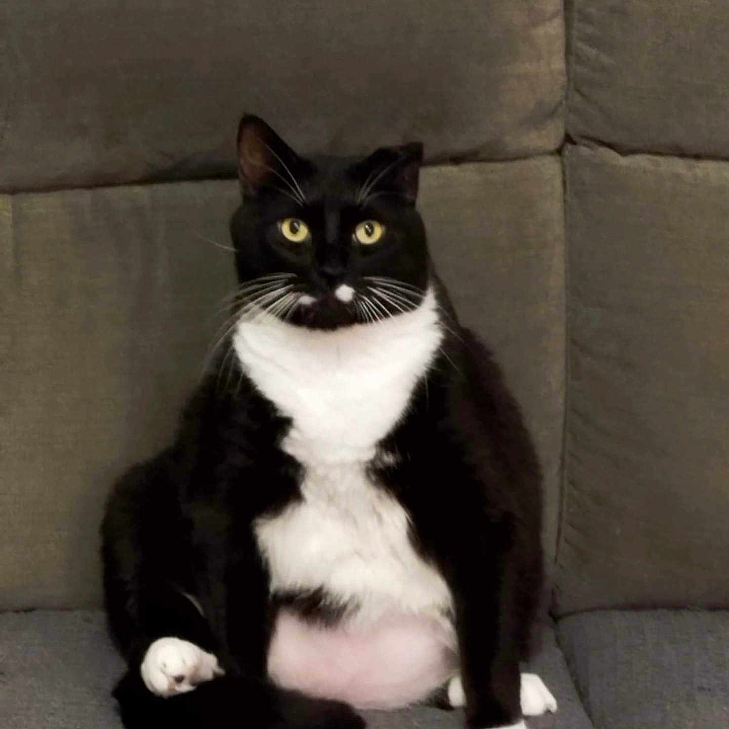 Cookie a rejoint le concours — aidez-le/la à gagner de superbes lots ! cat, tuxedo_cat, black_and_white, sitting, indoor, pet, feline, couch, fur, whiskers, yellow_eyes, cute, chubby, animal, domestic_cat, relaxed, home, portrait, looking_at_camera, seated