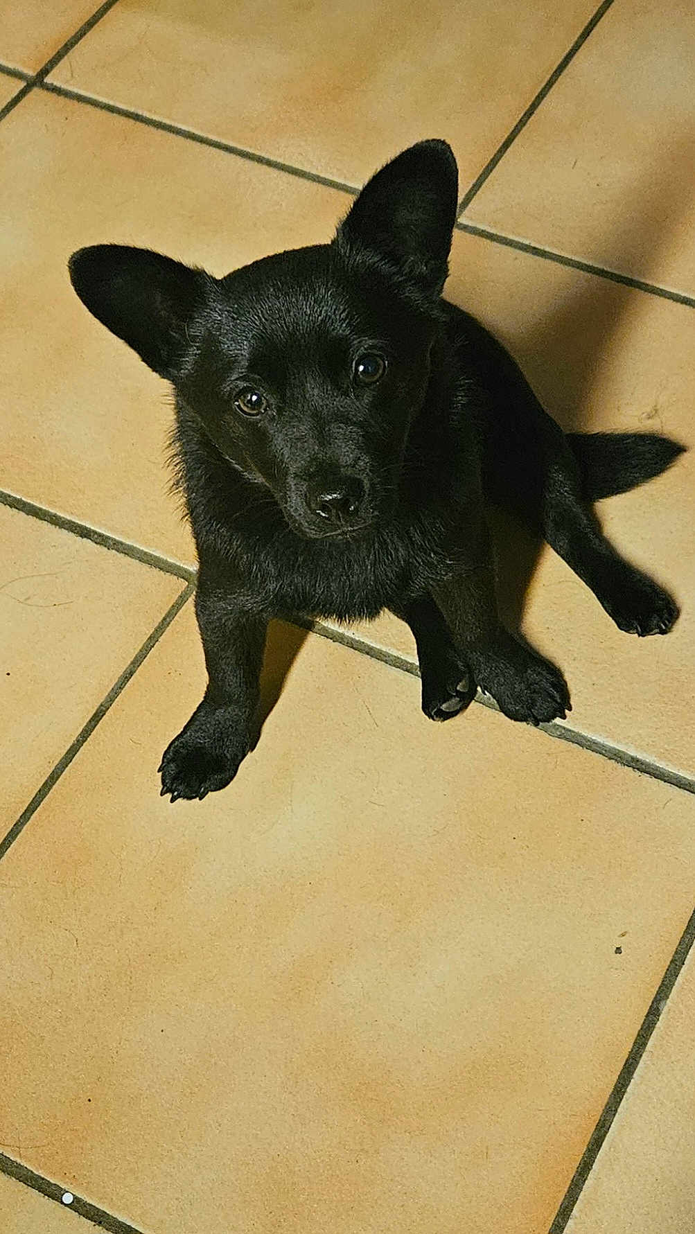 Widow participe au concours pour gagner de l'argent avec cette photo : adorable, animal, black_puppy, canine, companion, curious, cute, dog, domestic_animal, ears, floor, fur, indoor, looking_up, pet, portrait, sitting, small_dog, tile, young_dog