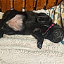 puppy, dog, black_fur, collar, blanket, bed, resting, cute, pet, animal, fur, sleeping, cozy, indoor, paw, belly, lying_down, relaxed, soft_texture, tongue