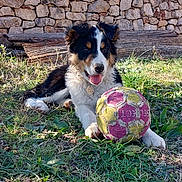 Tarzan participe au concours pour gagner de l'argent avec cette photo : dog, puppy, grass, ball, stone_wall, outdoor, sunlight, playful, pet, animal, nature, blue_sky, fur, tongue, collar, happy, resting, greenery, summer, cute