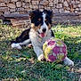 dog, puppy, grass, ball, stone_wall, outdoor, sunlight, playful, pet, animal, nature, blue_sky, fur, tongue, collar, happy, resting, greenery, summer, cute