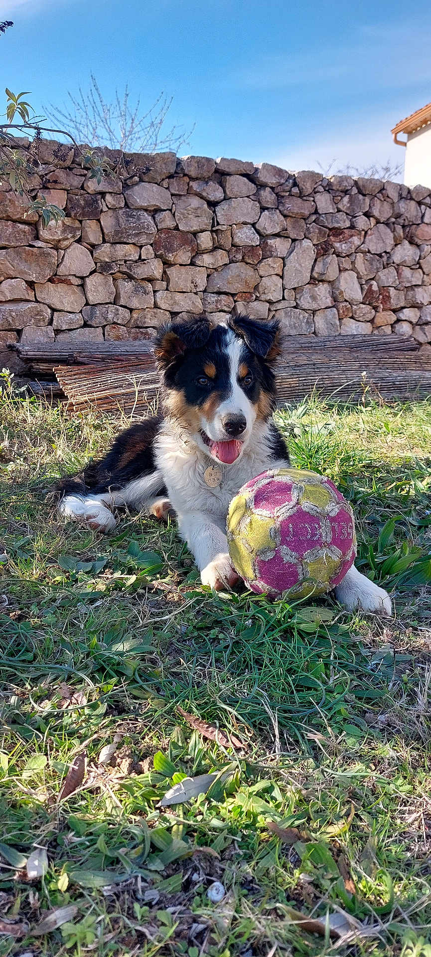 Tarzan participe au concours pour gagner de l'argent avec cette photo : dog, puppy, grass, ball, stone_wall, outdoor, sunlight, playful, pet, animal, nature, blue_sky, fur, tongue, collar, happy, resting, greenery, summer, cute