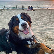 Sisko participe au concours pour gagner de l'argent avec cette photo : dog, bernese_mountain_dog, beach, sand, sunset, stick, happy, outdoor, animal, pet, leash, water, ocean, sky, clouds, people, bench, relaxing, nature, sun