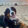 dog, bernese_mountain_dog, beach, sand, sunset, stick, happy, outdoor, animal, pet, leash, water, ocean, sky, clouds, people, bench, relaxing, nature, sun