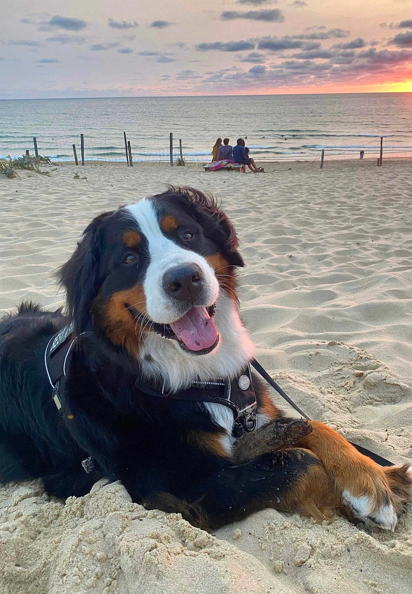 Sisko participe au concours pour gagner de l'argent avec cette photo : dog, bernese_mountain_dog, beach, sand, sunset, stick, happy, outdoor, animal, pet, leash, water, ocean, sky, clouds, people, bench, relaxing, nature, sun