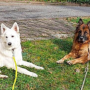 Largo participe au concours pour gagner de l'argent avec cette photo : canine, companion, dog, ears, furry, german_shepherd, grass, greenery, leash, lying_down, muzzle, outdoor, park, pavement, paws, portrait, resting, sunlight, two_dogs, white_dog