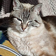 Arya a rejoint le concours — aidez-le/la à gagner de superbes lots ! animal, blanket, cat, close_up, cozy, ears, feline, fluffy, indoor, mammal, nose, pet, relaxed, resting, sleepy, soft, striped_fabric, sunlight, texture, whiskers