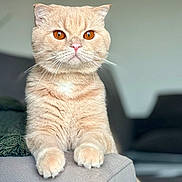 Watermelon joined the competition — help win amazing prizes! amber_eyes, animal, armrest, cat, close_up, couch, cream_colored, cute, domestic_cat, feline, focused, fur, household, indoor, pet, portrait, relaxed, sitting, soft_lighting, whiskers