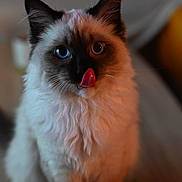 Apollo a rejoint le concours — aidez-le/la à gagner de superbes lots ! cat, kitten, blue_eyes, tongue_out, fluffy_fur, whiskers, ears, paws, sitting, closeup, portrait, indoor, cozy, bokeh, shallow_depth_of_field, pet, looking_at_camera, soft_lighting, muzzle, furry