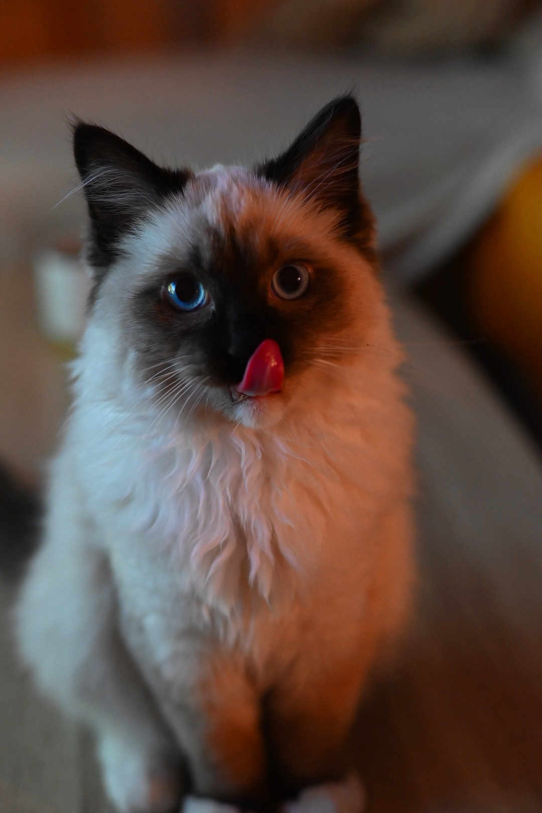Apollo a rejoint le concours — aidez-le/la à gagner de superbes lots ! cat, kitten, blue_eyes, tongue_out, fluffy_fur, whiskers, ears, paws, sitting, closeup, portrait, indoor, cozy, bokeh, shallow_depth_of_field, pet, looking_at_camera, soft_lighting, muzzle, furry