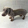 animal, brown_coat, canine, companion, countertop, curious, cute, dachshund, dog, domestic, friendly, indoor, looking, pet, puppy, short_legs, small_dog, standing, tile_wall, young