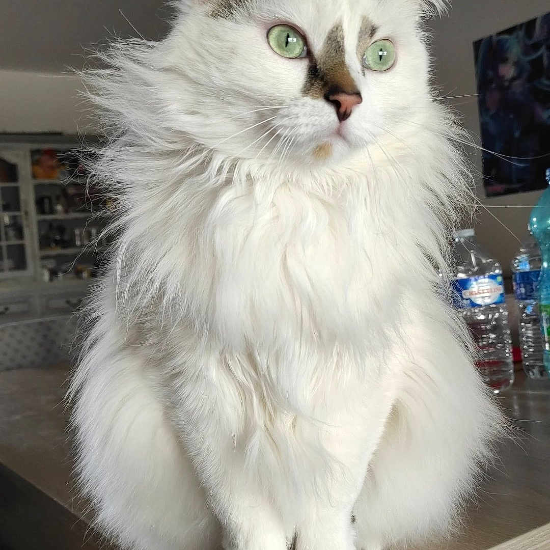 Coton a rejoint le concours — aidez-le/la à gagner de superbes lots ! cat, close_up, domestic_animal, domestic_cat, ears, feline, fluffy, furniture, green_eyes, household, indoor, looking_away, paws, pet, portrait, sitting, table, whiskers, white_cat, wooden_table
