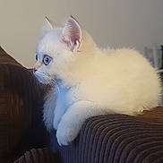 Aïko participe au concours pour gagner de l'argent avec cette photo : kitten, cat, white_cat, blue_eyes, pet, feline, indoor, couch, furniture, cute, fluffy, animal, side_view, young_cat, domestic_cat, soft, curious, resting, small_animal, cozy