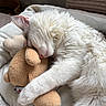 cat, sleeping, plush_toy, teddy_bear, cuddling, white_fur, paw, cozy, soft, cushion, indoor, resting, cute, pet, animal, fur, relaxation, domestic, bedroom, nap