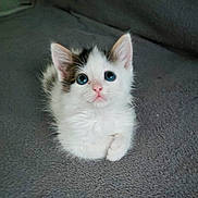 Apy participe au concours pour gagner de l'argent avec cette photo : kitten, cat, blue_eyes, white_fur, fluffy, pet, animal, cute, small, sitting, looking_up, indoor, soft_texture, blanket, domestic, young, feline, adorable, curious, close_up