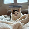 cat, pet, animal, indoor, blanket, cozy, fur, green_eyes, relaxed, window, soft_light, white, black, face, cute, furniture, home, comfortable, portrait, fluffy