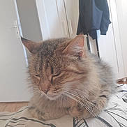Fifille a rejoint le concours — aidez-le/la à gagner de superbes lots ! cat, tabby, sleeping, bed, bedspread, indoor, furniture, wardrobe, coat, relaxing, pet, animal, feline, whiskers, ears, fur, domestic, home, resting, peaceful