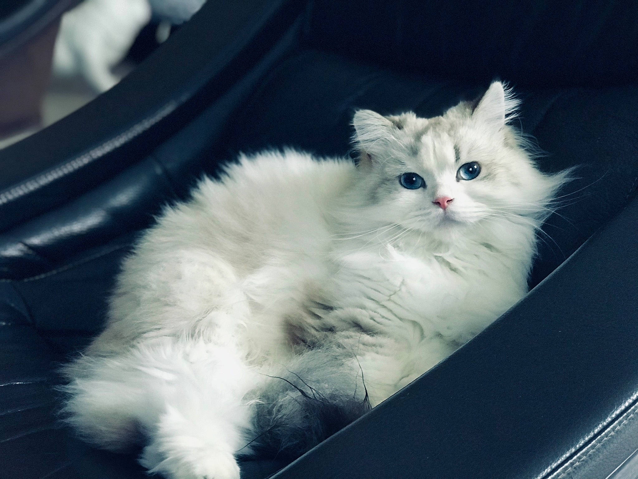 Opium a rejoint le concours — aidez-le/la à gagner de superbes lots ! asian_semi_longhair, british_semi_longhair, carnivore, cat, domestic_long_haired_cat, felidae, fur, ragdoll, small_to_medium_sized_cats, snout, turkish_angora, vertebrate, whiskers