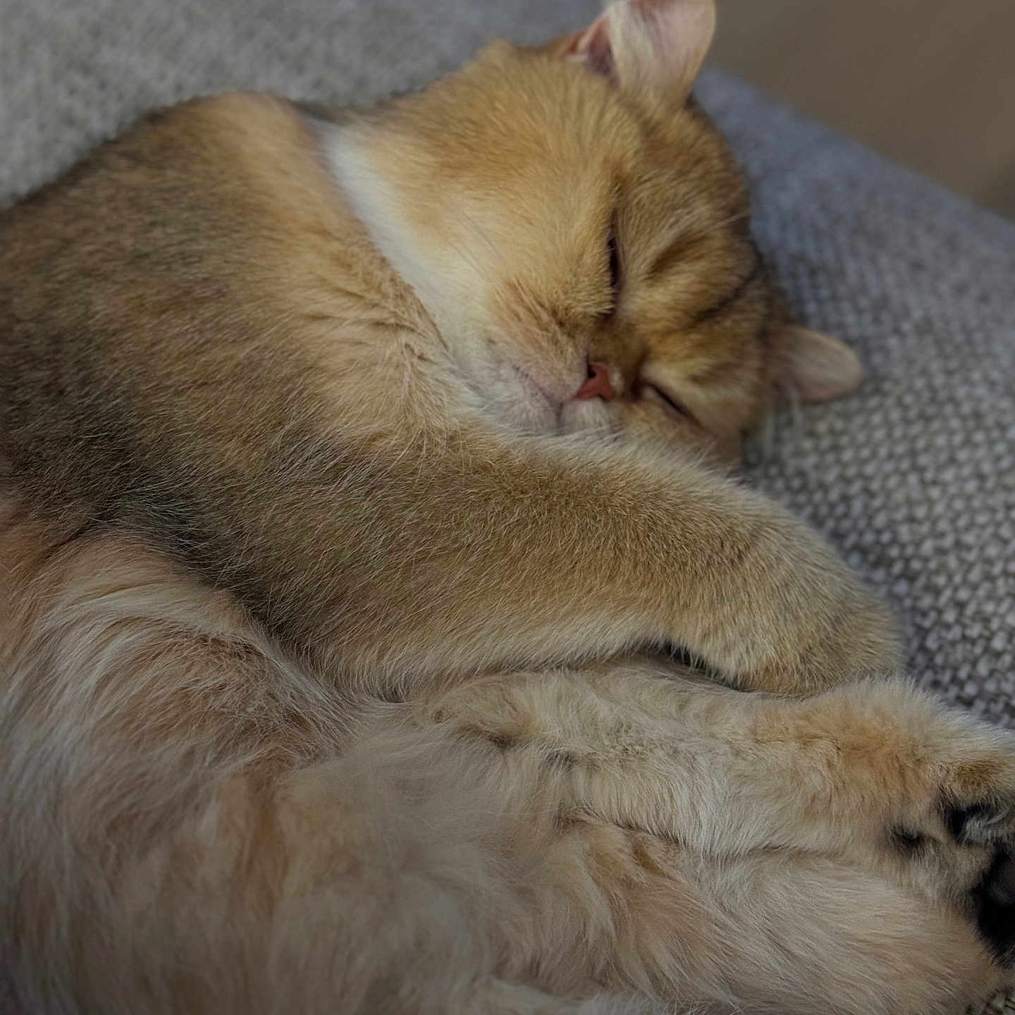 Rio participe au concours pour gagner de l'argent avec cette photo : abyssinian, animal, canine, cat, chair, couch, dog, furniture, hardwood, kitten, manx, person, pet, siamese, sleeping, wood