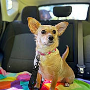 Foxy joined the competition — help win amazing prizes! dog, small_dog, tan_dog, car_interior, backseat, leash, collar, blanket, colorful_blanket, seatbelt, window, ears, pet, animal, canine, sitting, curious, indoor, daylight, closeup