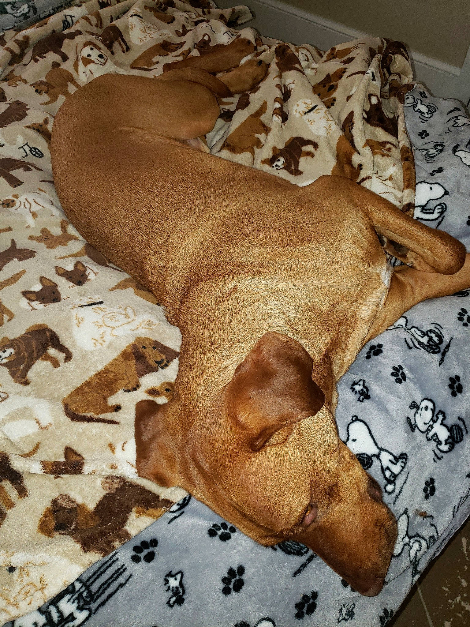 Marv joined the competition — help win amazing prizes! canidae, carnivore, companion_dog, dog, dog_breed, fawn, puppy, snout, sporting_group