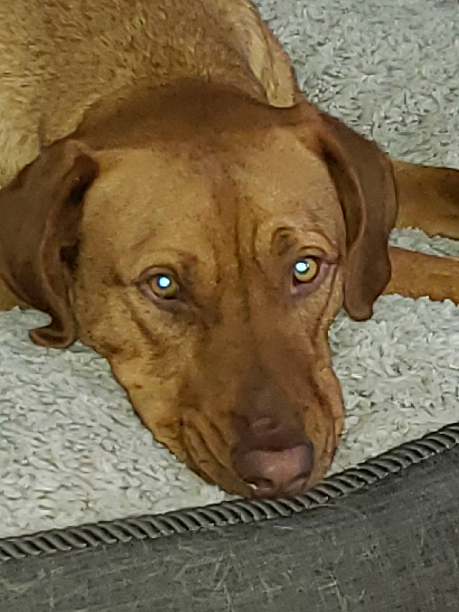 Marv is registered to the contest to win money with this photo: beagador, canidae, carnivore, chesapeake_bay_retriever, dog, dog_breed, ear, fawn, hunting_dog, labrador_retriever, liver, mammal, mountain_cur, pointing_breed, retriever, rhodesian_ridgeback, snout, sporting_group, vertebrate, vizsla