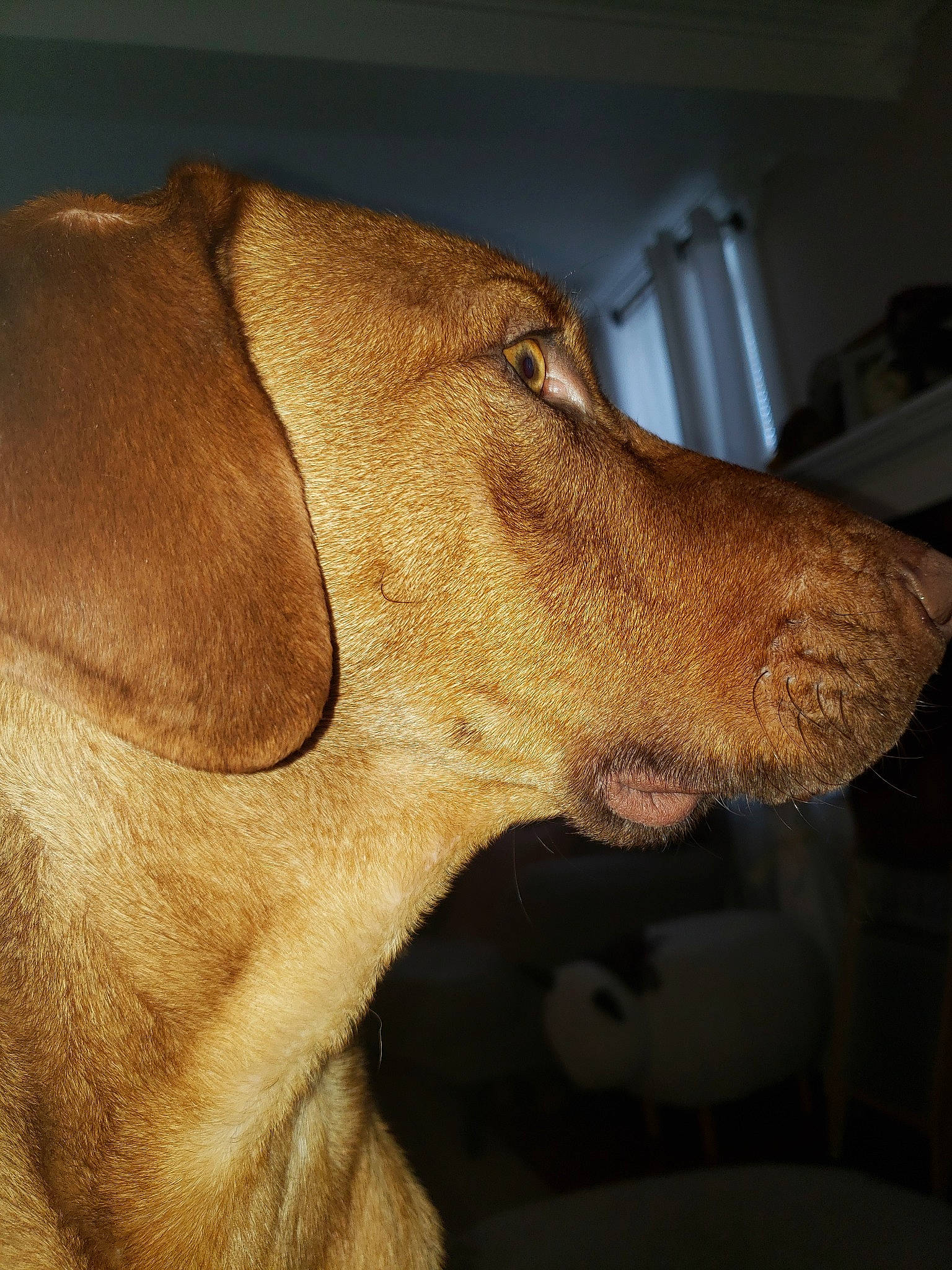 Marv is registered to the contest to win money with this photo: broholmer, canidae, carnivore, companion_dog, dog, dog_breed, ear, fawn, hunting_dog, jaw, mammal, nose, rhodesian_ridgeback, segugio_italiano, snout, sporting_group, vertebrate, vizsla, whiskers