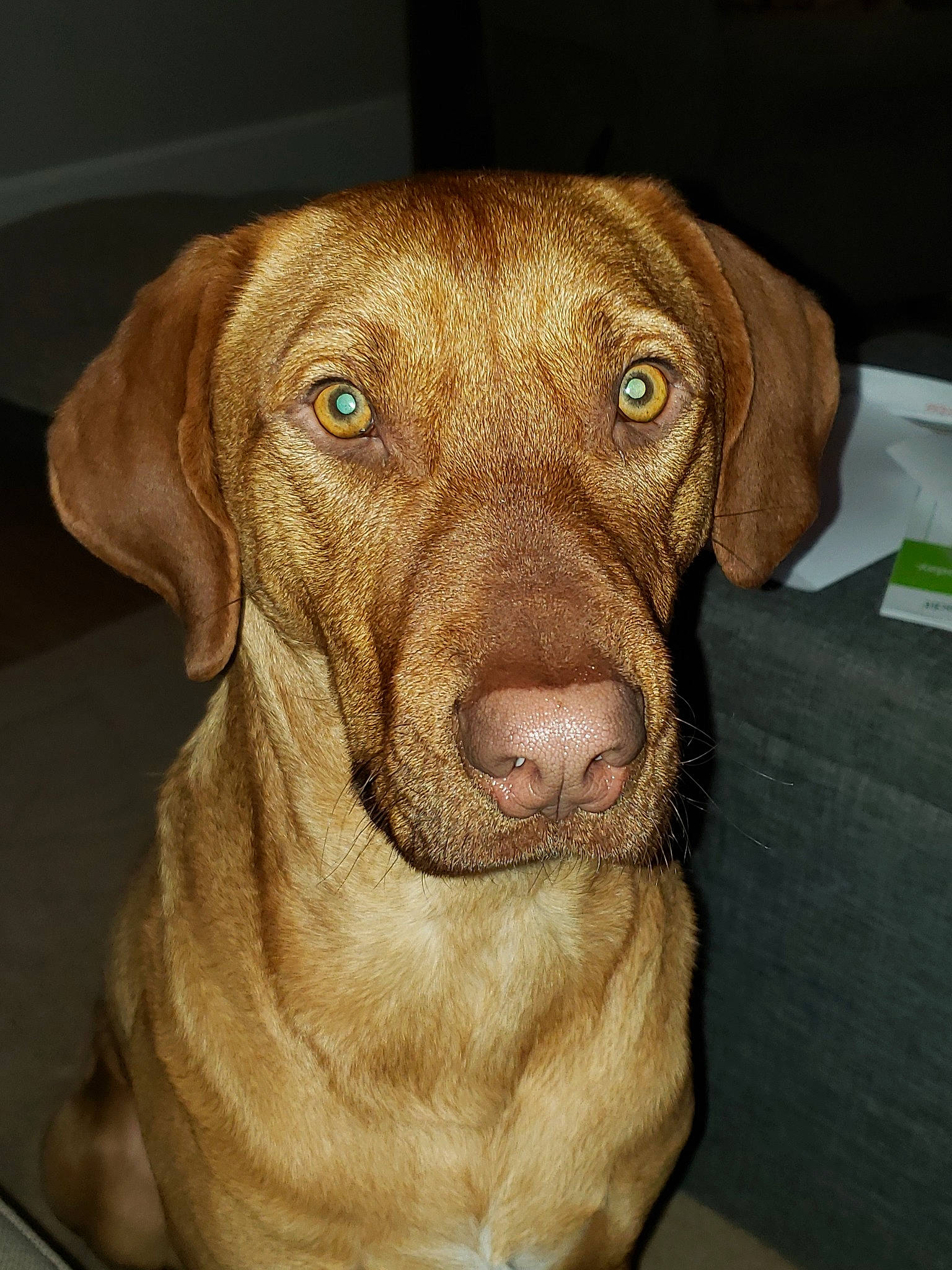 Marv joined the competition — help win amazing prizes! beagador, canidae, carnivore, chesapeake_bay_retriever, dog, dog_breed, ear, fawn, hunting_dog, labrador_retriever, liver, mammal, nose, pointing_breed, snout, sporting_group, vertebrate, vizsla, weimaraner, whiskers