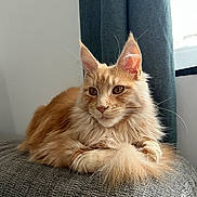 Aslan a rejoint le concours — aidez-le/la à gagner de superbes lots ! animal, cat, closeup, curtain, ears, eyes, feline, fluffy, fur, gray_surface, home, indoor, mammal, orange_tabby, pet, portrait, relaxed, sitting, whiskers, window