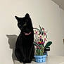 animal, black_cat, cat, close_up, decor, domestic_animal, flower, furniture, green_eyes, indoor, lego, lego_cactus, lego_orchid, pet, pink_collar, plant, shadow, sitting, table, white_wall